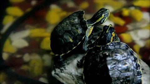 Tree pond slider, Trachemys scripta, sitting on a rock surrounded by shallow Stock Footage 77587904