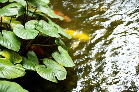 The Tree In The ponds 스톡 사진