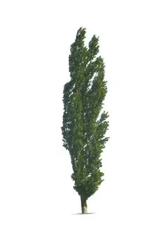 Tree poplar isolated on the white Stock Photos
