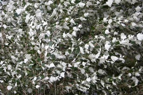 Tree populus alba nivea in strong wind shows light underside of leaves Stock Photos