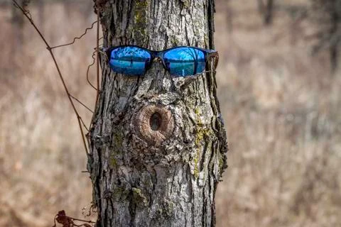 Tree Portrait Stock Photos