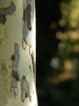Tree portrait Stock Photos