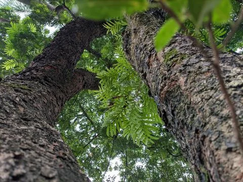 Tree portrait Stock Photos