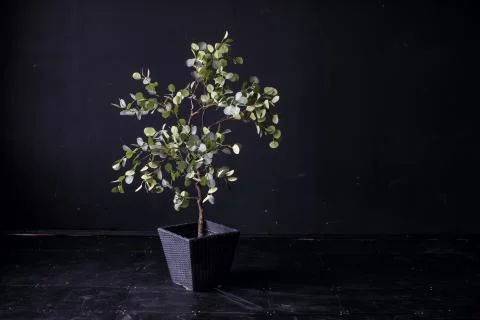 Tree in the pot black background. Stylish interior Stock Photos
