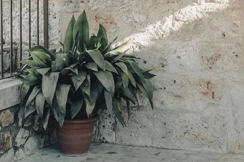 A tree pot on the corner of the room. Stock Photos