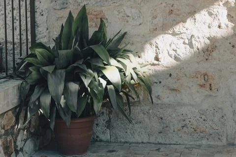 A tree pot on the corner of the room. Stock Photos