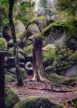 Tree pot in the forest Stock Photos