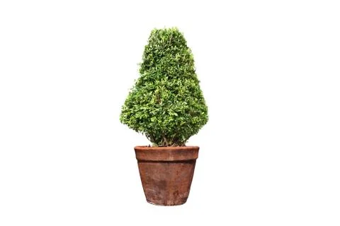 Tree in pot on isolated Foto stock