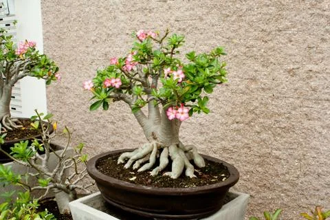 Tree in the pot Stock Photos