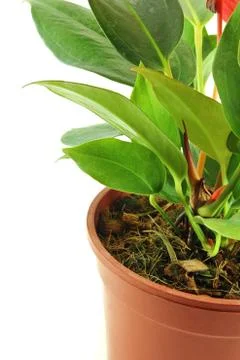 Tree in pot Stock Photos