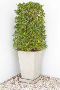 Tree in pot Stock Photos