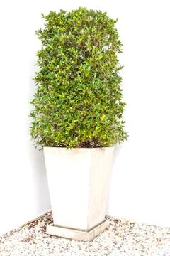 Tree in pot Stock Photos