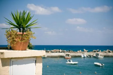 Tree in a pot placed on a balcony. Stock Photos