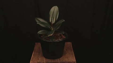 Tree pot of Rubber Plant with green leaf shooting in the studio Stock Footage