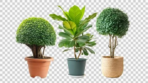 Tree in a pot, a set of potted plants with a plant on it. Stock Illustration