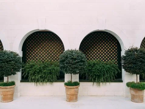 A tree in a pot. Small trees in clay pots Foto stock