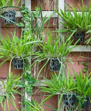 Tree pots Stock Photos