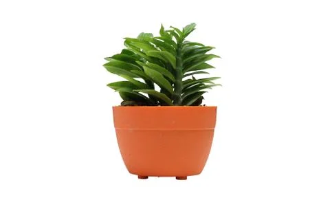 Tree in potted on white background Stock Photos