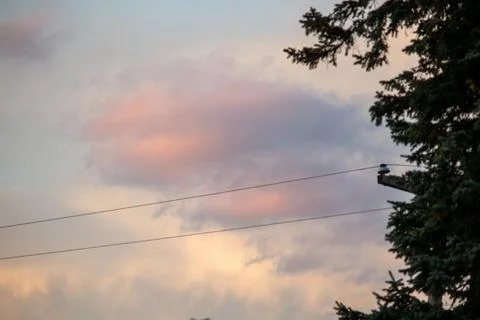 A tree, powerlines, and clouds at sunset Stock Photos