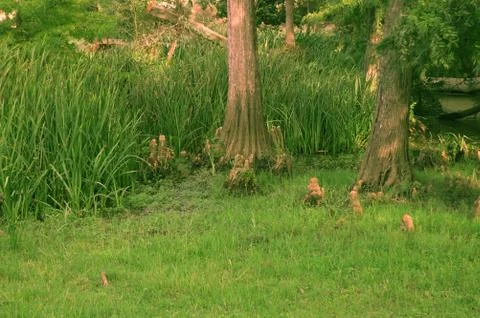 A tree in a prairie Stock Photos