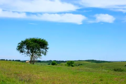 A tree on the prairie Stock Photos