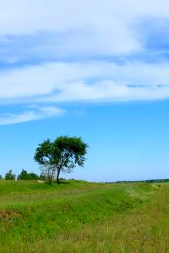 A tree on the prairie Stock Photos