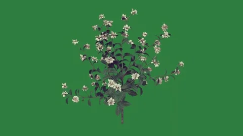 Tree Professional With Flowers On Green Screen Chroma Key Background Stock Footage 338017366