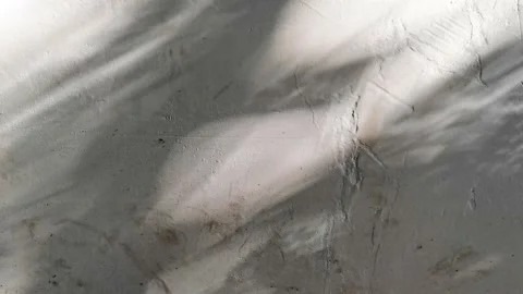 Tree projection on the wall Stock Footage 158521579