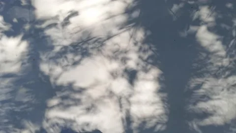 Tree projection on the wall Stock Footage 158521589