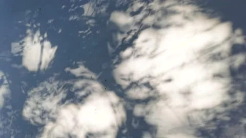 Tree projection on the wall Stock Footage 158521590