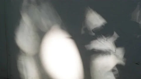 Tree projection on the wall Stock Footage 158521594