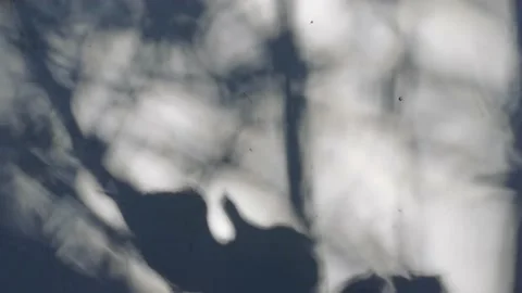 Tree projection on the wall Stock Footage 158521647