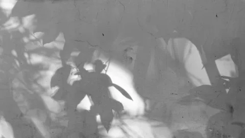 Tree projection on the wall Stock Footage 158521664