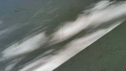 Tree projection on the wall Stock Footage 158521666