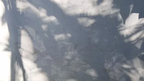 Tree projection on the wall Stock Footage 158521675