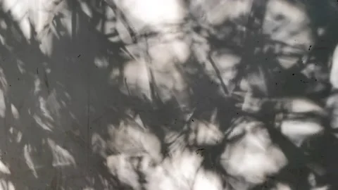 Tree projection on the wall Stock Footage 158521679