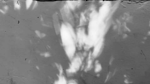 Tree projection on the wall Stock Footage 158527333