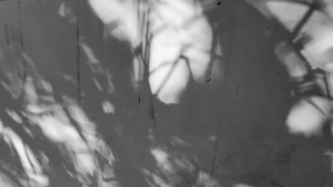 Tree projection on the wall Stock Footage 158527340