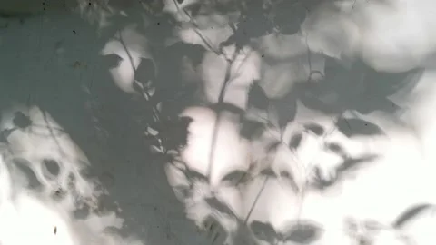 Tree projection on the wall Stock Footage 158527341