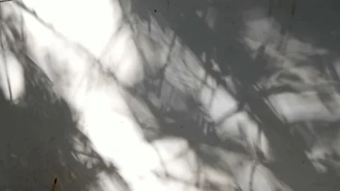 Tree projection on the wall Stock Footage 158527376