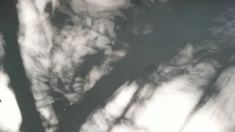 Tree projection on the wall Stock Footage 158527385