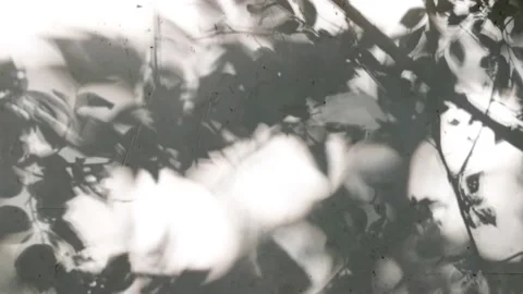 Tree projection on the wall Stock Footage 158527881