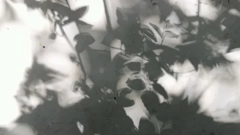 Tree projection on the wall Stock Footage 158527887