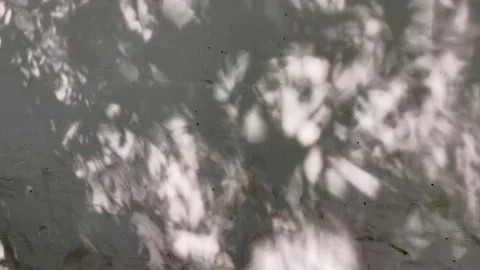 Tree projection on the wall Stock Footage 158527939