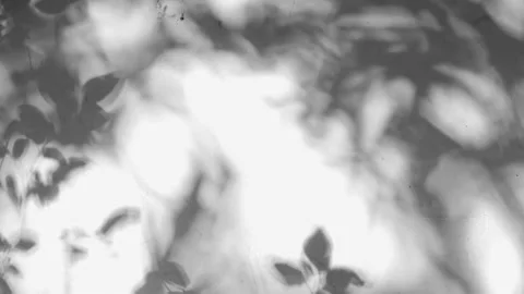 Tree projection on the wall Stock Footage 158527940