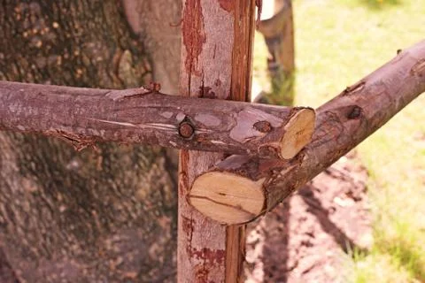 Tree prop to support big tree from wind Stock Photos
