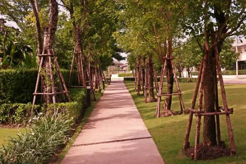 Tree prop to support big tree from wind Stock Photos