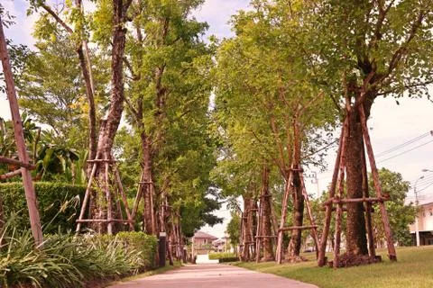 Tree prop to support big tree from wind Foto stock
