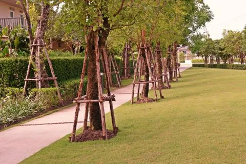 Tree prop to support big tree from wind Stock Photos