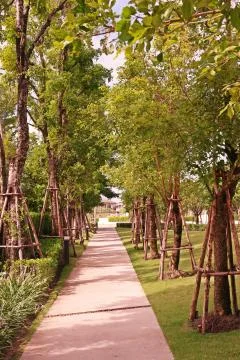 Tree prop to support big tree from wind Stock Photos